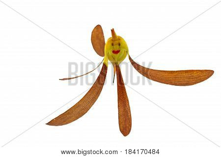 Close up smiling face of seeds Tree (Dipterocarpus intricatus , Dipterocarpus obtusifolius Teijsm ) isolated on white background.Saved with clipping path.
