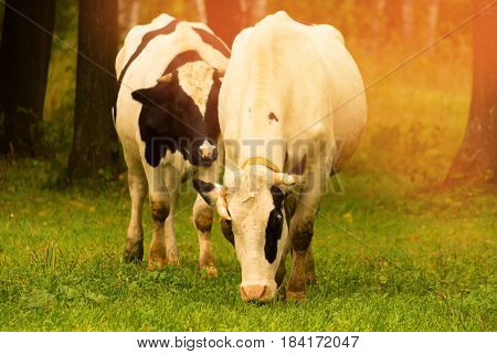 Herd of cows at summer green field