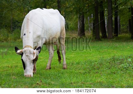 one white Cow grazing on a meadow