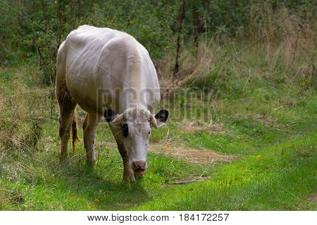 Cow Grazing On A Meadow