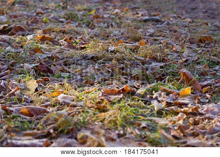 Vintage Color Tone With Soft Focus Of Dry Leaf