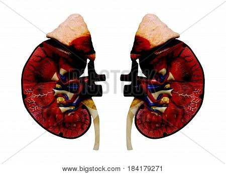Kidneys of human. Internal organs. Isolated on white background(Clipping path)