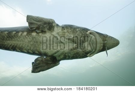 Detailed view of Sturgeon fish Huso Huso in water with sky background