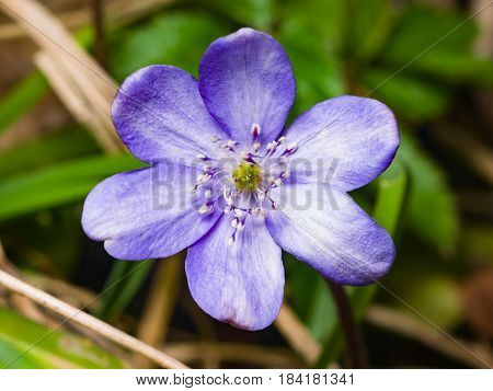Hepatica nobilis liverleaf or liverwort flower macro with soft edges selective focus shallow DOF.