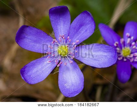 Hepatica nobilis liverleaf or liverwort flower macro with soft edges selective focus shallow DOF.