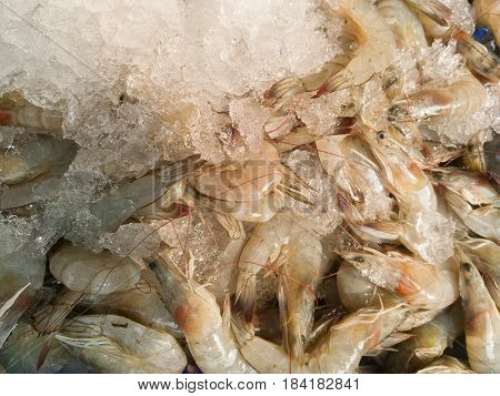 Fresh Shrimp On Ice