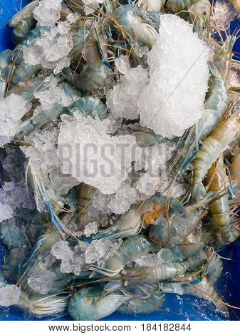 Fresh Shrimp On Ice