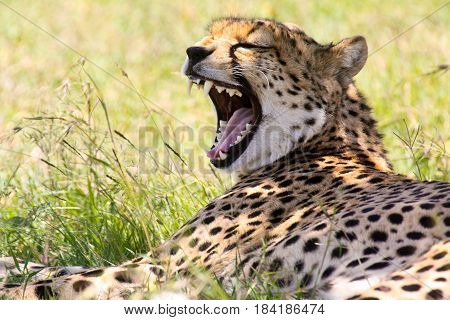 A cheetah (Acinonyx jubatus) lying in the shade and yawning.