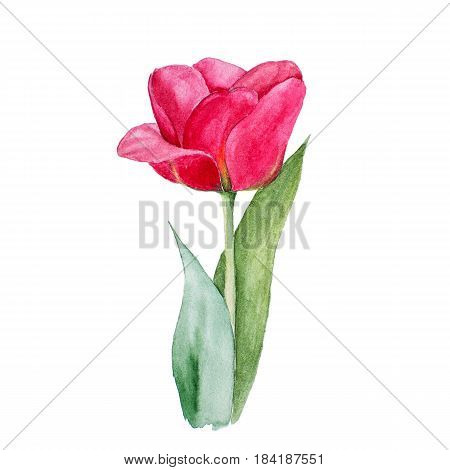Botanical watercolor illustration sketch of red tulip flower on white background. Could be used as decoration for web design, cosmetics design, package, textile