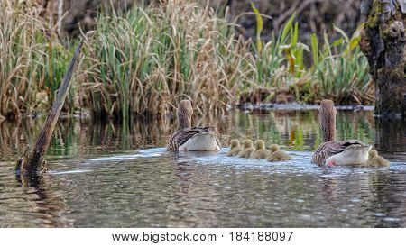 WILD GEESE - Family of birds walking with chicks