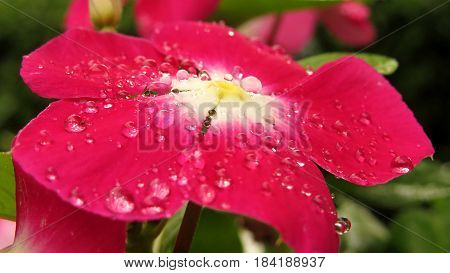 Impatiens Touch-me-not Busy Lizzie close-up macro of red flower covered in raindrops