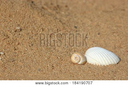 vacation at the beach, two sea shells lying in the sand