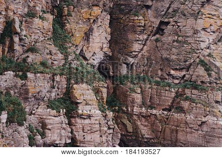 Cliff wall and green shrubs outdoor nature background.