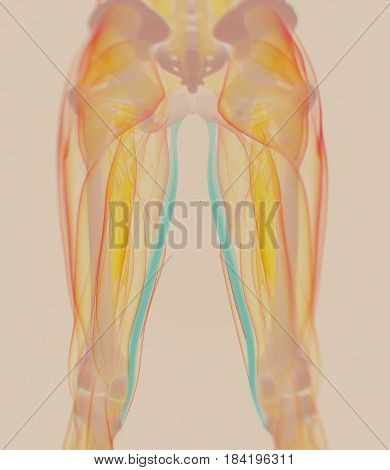 Gracilis Muscle. Female Muscle Anatomy. 3D Illustration