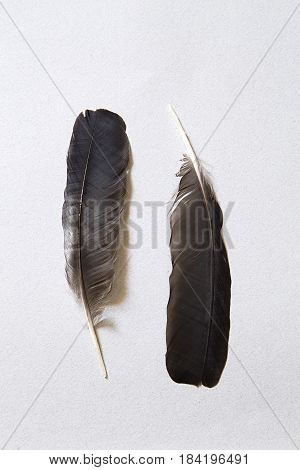 Two fblack eathers on gray paper background
