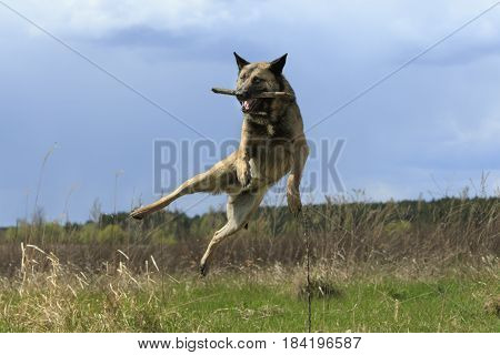 Dog In a Jump With a Stick