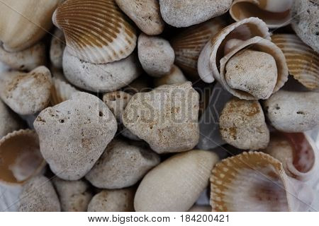 Macro view of seashells. Seashell background. Texture of seashells. Abstract texture and background for designers.
