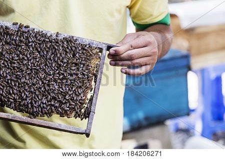 Honey Production