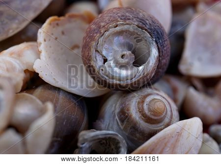 A closeup of a cluster of seashells