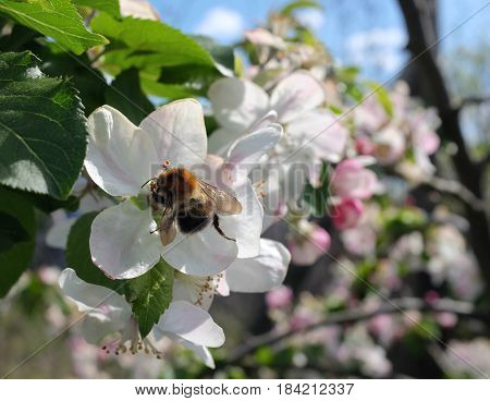 Close-up of tree bumblebee pollinating white apple blossom flowers