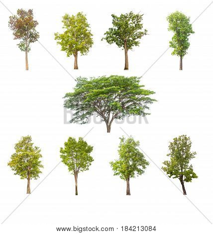 tree isolatedtree on white backgroundcollections tree isolation.