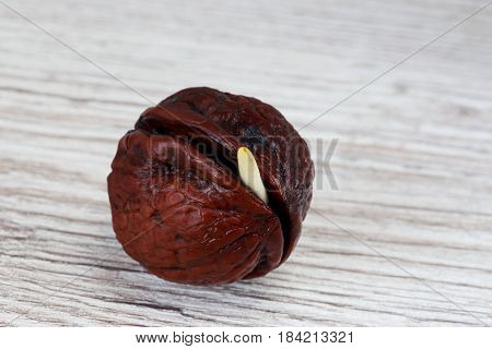 Sprout of a young walnut on wooden background