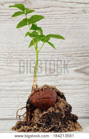 Sprout of a young walnut on wooden background