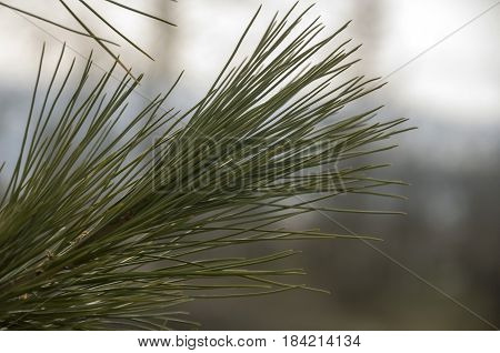 Branch of pine-tree with fir-needles green color. Early spring