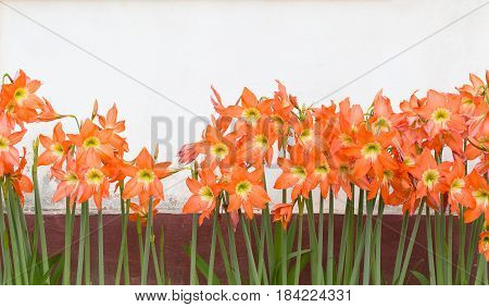 Hippeastrum Johnsonii Bury Flowers