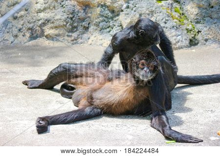 Two black Atelidae monkey sitting on the floor.