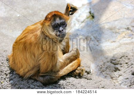 focus on brown Atelidae Monkey on sunny day.