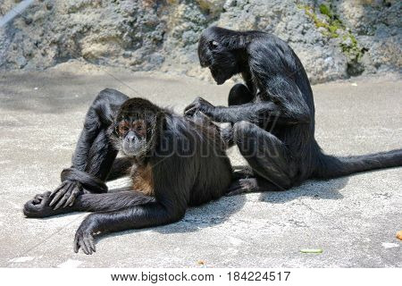 black Female Atelidae monkey is cleaning for balck Male Atelidae monkey body.