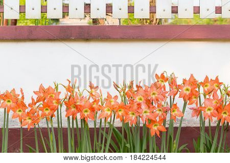 Hippeastrum Johnsonii Bury Flowers