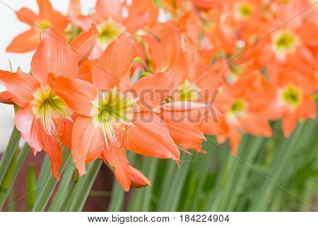 Row of hippeastrum johnsonii bury or Wan-See-Tit