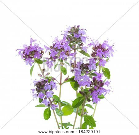 Few blooming sprigs of   Wild Thyme (Thymus serpyllum) isolated on white background