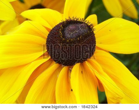 Black Eyed Susie Bigmid