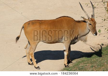 East African oryx also known as the beisa species of antelope from East Africa; Common beisa oryx (Oryx beisa beisa)