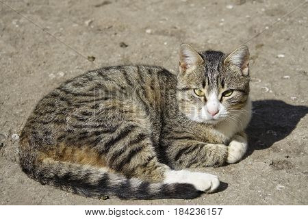 The Homeless Striped Cat