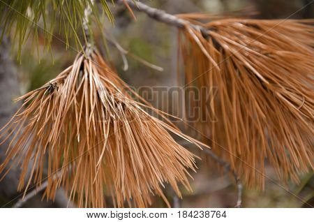 Branch of pine-tree with fir-needles brown color. Early spring