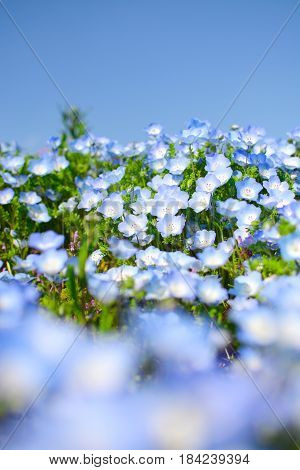Baby blue eyes nemophila flowers macro with foreground blur, at Hitachi Seaside Park in Japan