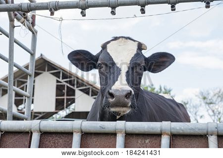Dairy Farming
