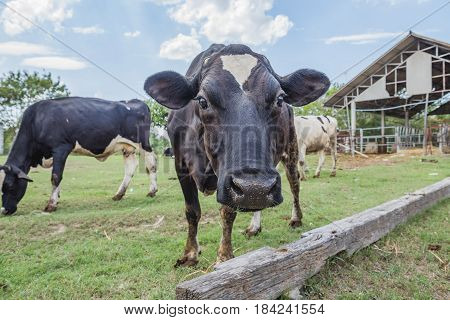 Dairy Farming