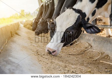 Dairy Farming