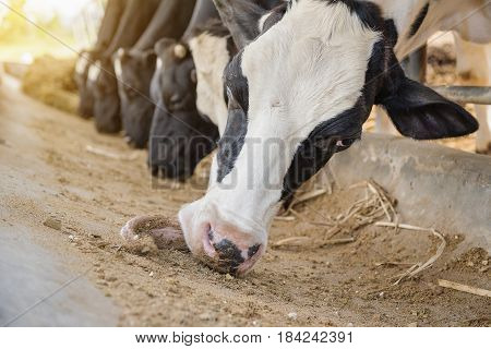 Dairy Farming