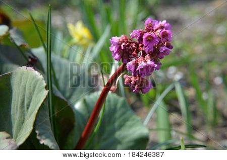 Bergenia Cordifolia Bergenia Crassifolia Or Badan Blooming