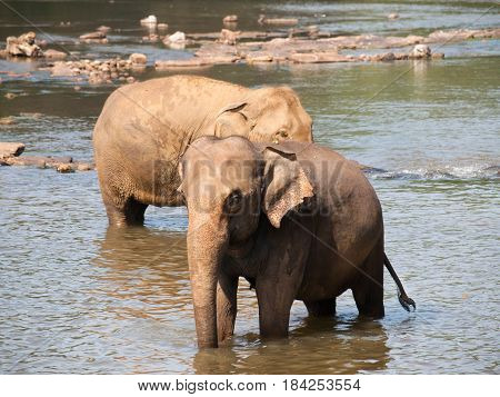 Asian elephant having bath in river on Sri Lanka - Elephas maximus