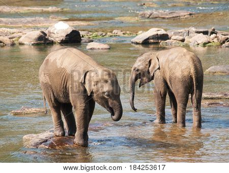 Young asian elephants having bath in river - Elephas maximus