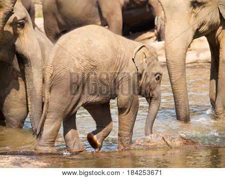 Herd of elephants in river on Sri Lanka - Elephas maximus