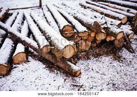 Pile Of Chopped Fire Wood Prepared For Winter