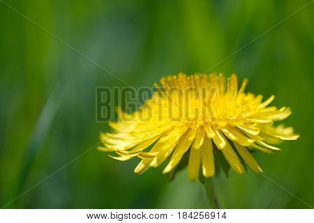 Closeup of a yellow dandelion against soft defocused green background